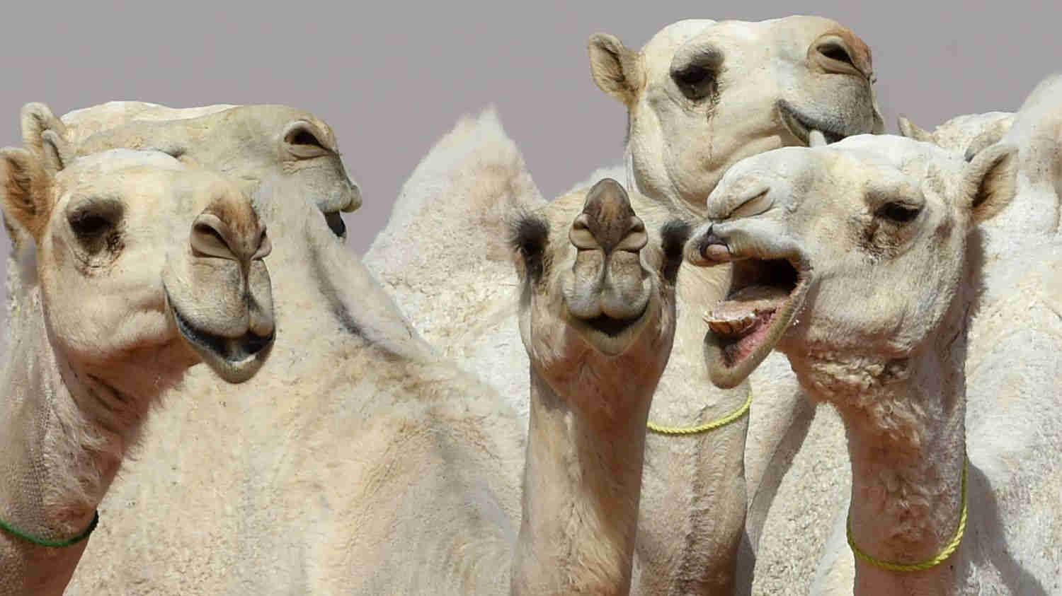 visa arabie saoudite evisa action visas en ligne