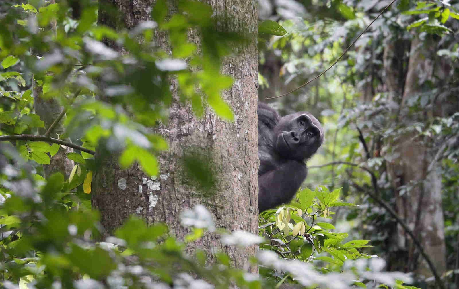 le visa Gabon est-il obligatoire?