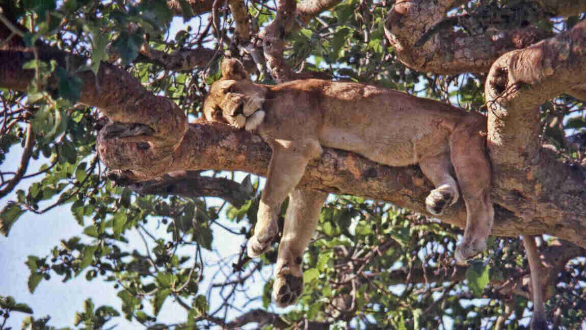 visa pour l'Ouganda en ligne